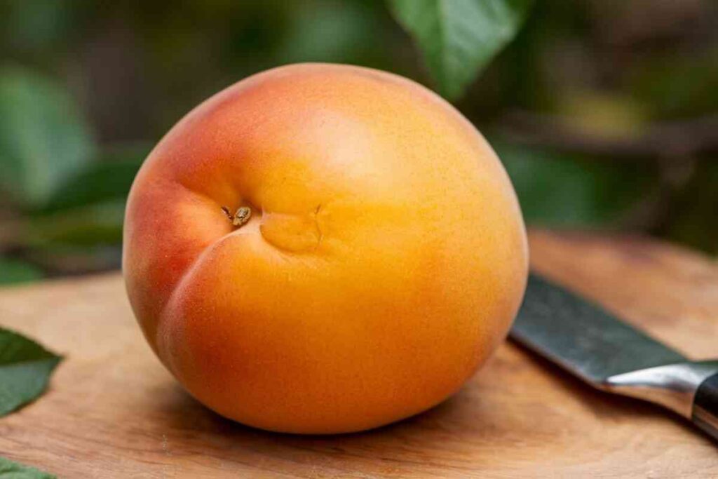 Apricot Nectarine